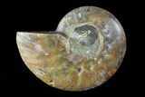 Agatized Ammonite Fossil (Half) - Madagascar #83864-1